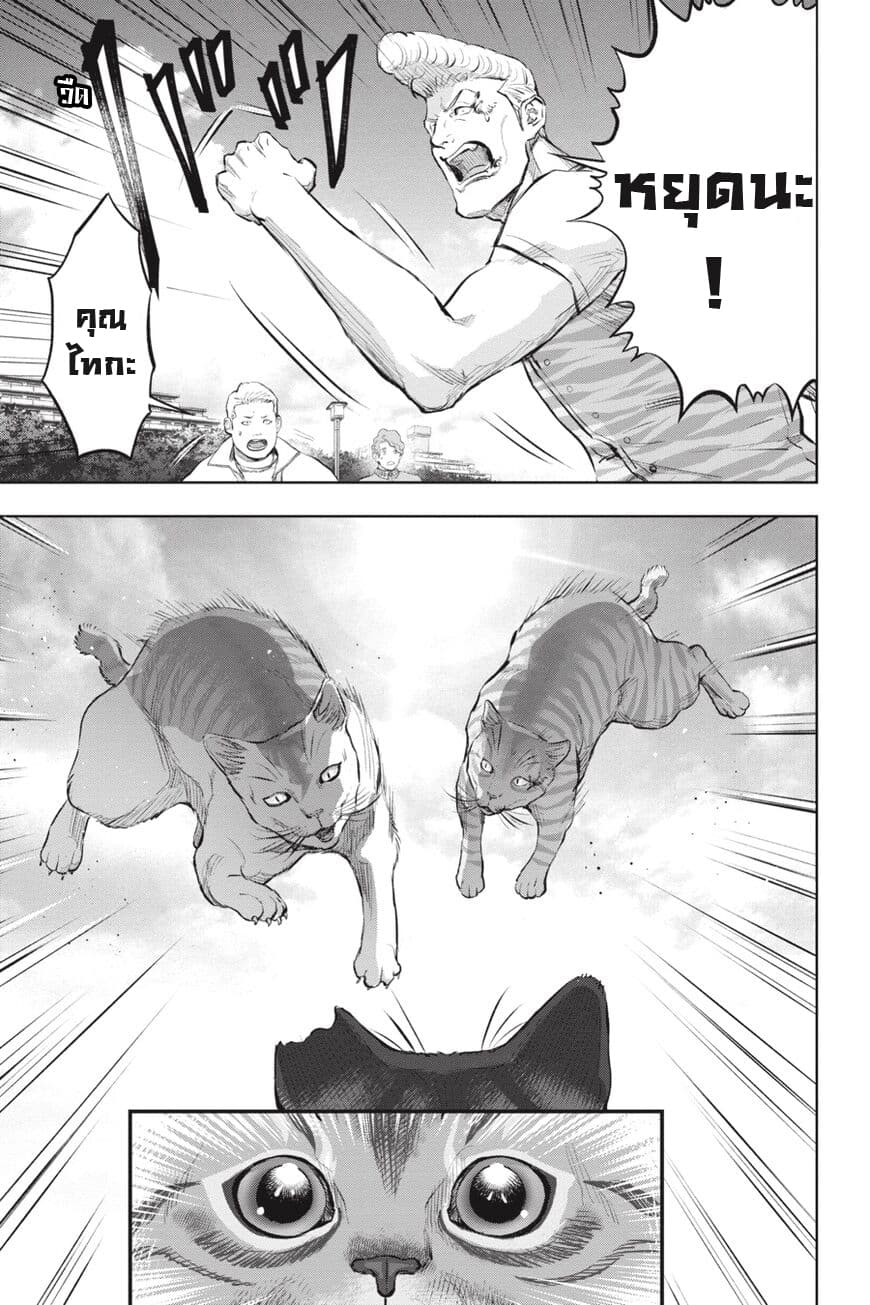 Nyankees 17-อิจฉาแบบแมวๆ