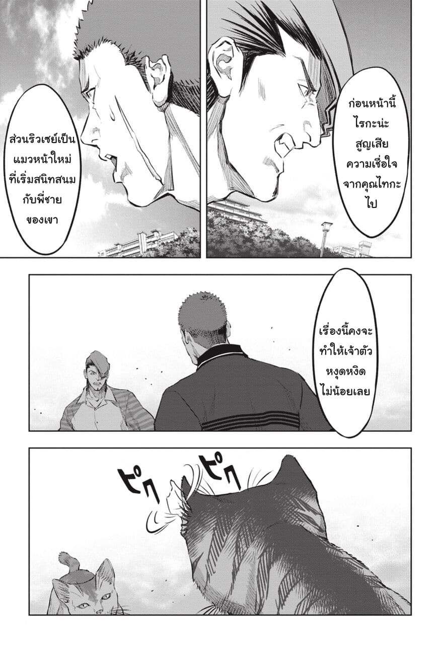 Nyankees 17-อิจฉาแบบแมวๆ