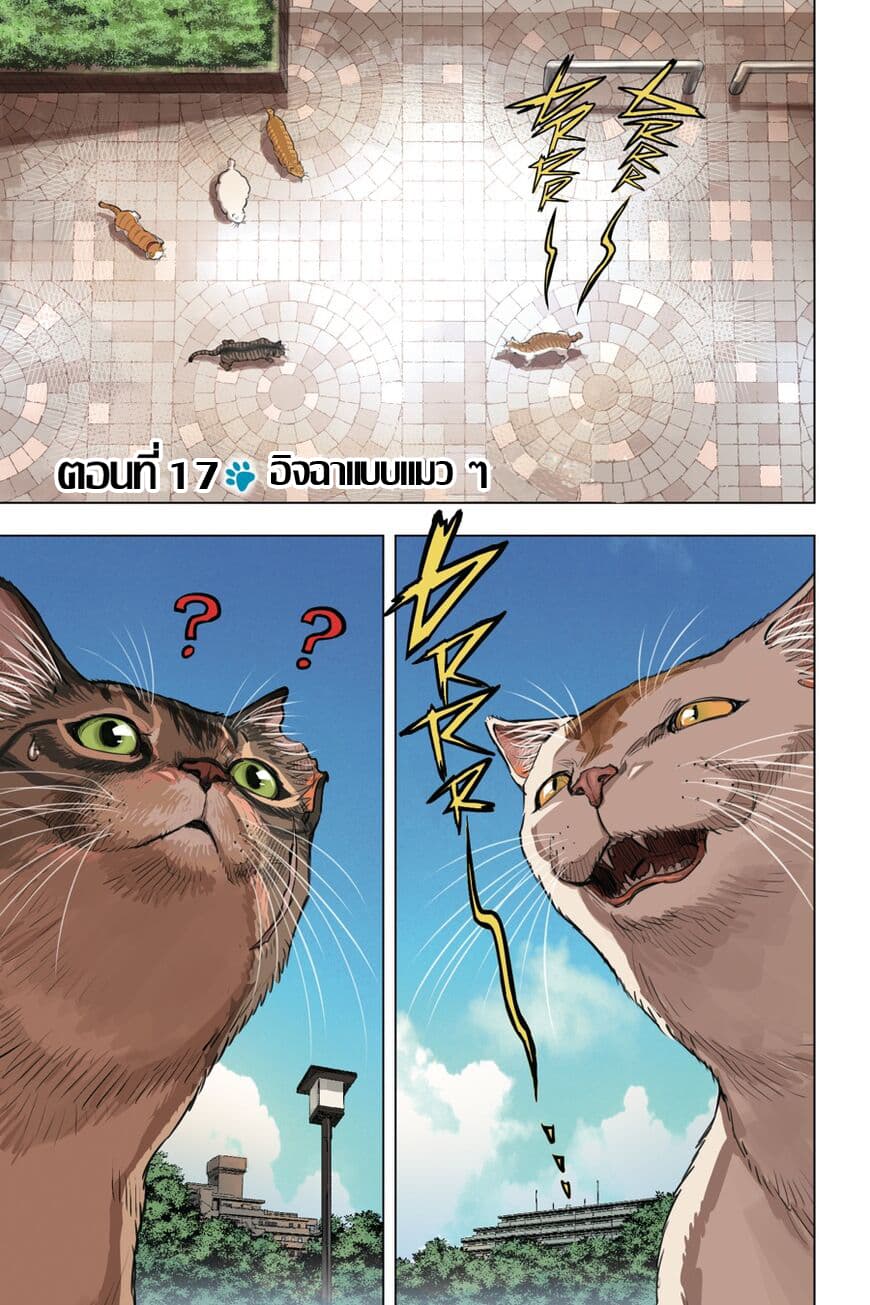 Nyankees 17-อิจฉาแบบแมวๆ
