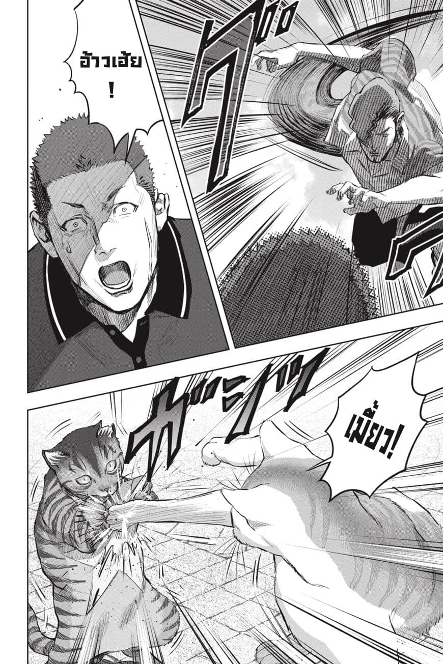 Nyankees 17-อิจฉาแบบแมวๆ
